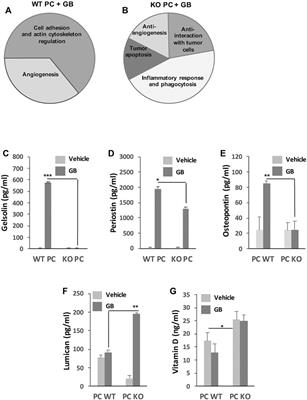 Chaperone-Mediated Autophagy Ablation in Pericytes Reveals New Glioblastoma Prognostic Markers and Efficient Treatment Against Tumor Progression